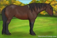 Horse Color:Bay Sabino 