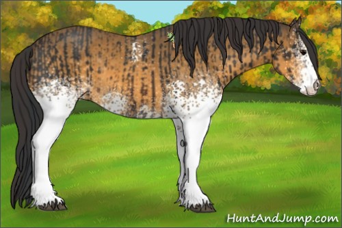 Horse Color:White Spotted Brown  and White Spotted Buckskin 