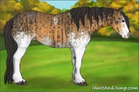 Horse Color:White Spotted Brown  and White Spotted Buckskin 