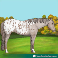 Horse Color:Classic Champagne Appaloosa
