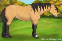 Horse Color:Buckskin Sabino 