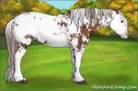 Horse Color:Liver Chestnut Sabino