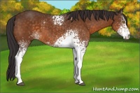 Horse Color:White Spotted Buckskin 