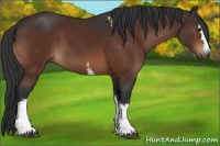 Horse Color:White Spotted Brown 