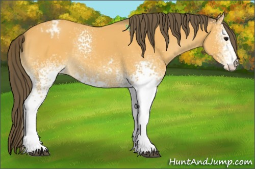 Horse Color:White Spotted Buckskin Appaloosa 