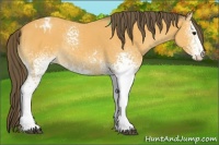 Horse Color:White Spotted Buckskin Appaloosa 