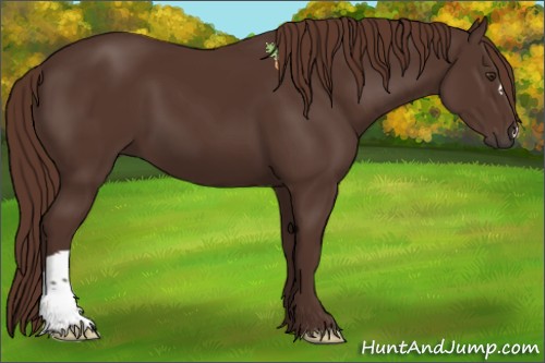 Horse Color:Liver Chestnut