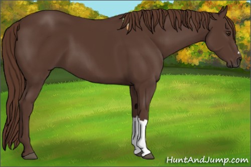Horse Color:Liver Chestnut