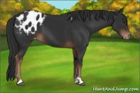 Horse Color:Liver Chestnut Appaloosa 