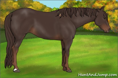 Horse Color:Liver Chestnut 