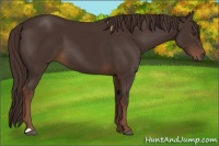 Horse Color:Liver Chestnut 