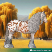 Horse Color:Bay Appaloosa 