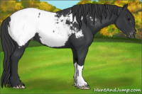 Horse Color:Black Near Fewspot 
