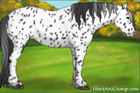 Horse Color:Black Near Leopard