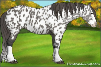 Horse Color:Grullo Splash Near Leopard