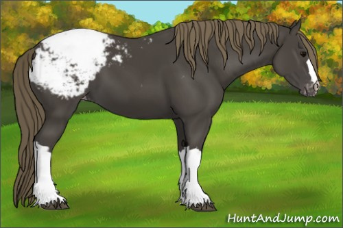 Horse Color:Smoky Black Snowcap 