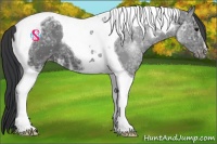 Horse Color:Black Ice Tobiano Appaloosa