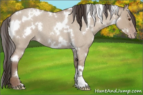 Horse Color:White Spotted Classic Champagne Roan Dun 