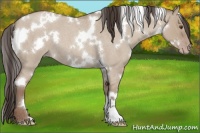 Horse Color:White Spotted Classic Champagne Roan Dun 