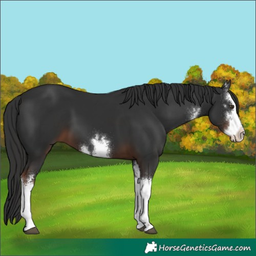 Horse Color:White Spotted Liver Chestnut