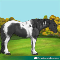 Horse Color:Black Tobiano 