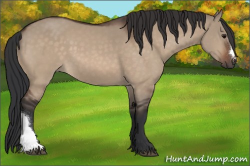 Horse Color:Bay Dun 