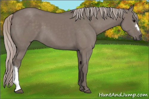 Horse Color:Silver Grullo