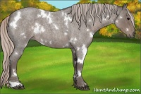 Horse Color:White Spotted Silver Blue Roan 