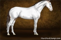 Horse Color:Sable Champagne Splash Tobiano Appaloosa 