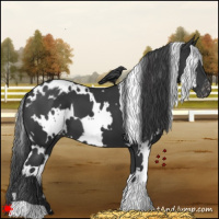 Horse Color:White Spotted Black Appaloosa