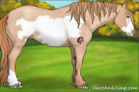 Horse Color:Gold Champagne Roan Frame 