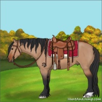 Horse Color:Bay Dun