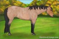 Horse Color:Bay Roan 