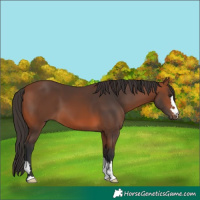 Horse Color:Bay 