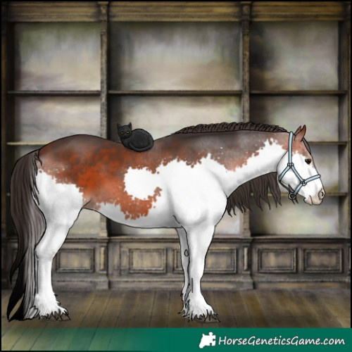 Horse Color:Bay Splash 