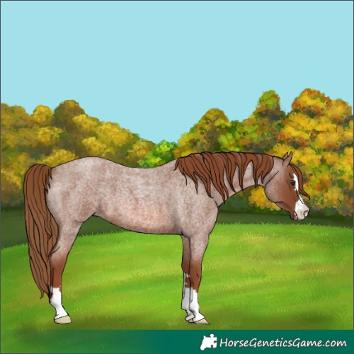Horse Color:Red Roan 