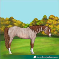 Horse Color:Red Roan 