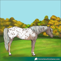 Horse Color:Painted Chocolate Palomino Appaloosa 