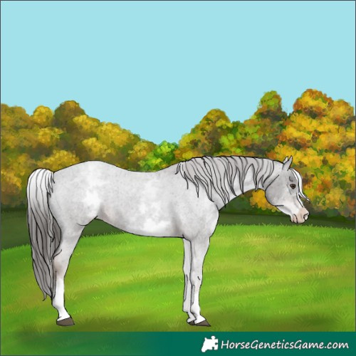 Horse Color:White Spotted Liver Red Roan Appaloosa 