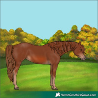 Horse Color:Chestnut 