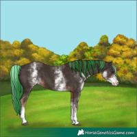 Horse Color:Painted White Spotted Liver Chestnut 