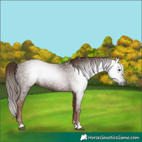 Horse Color:Gray Chestnut 