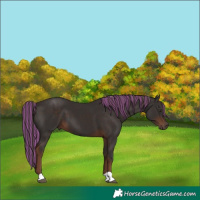 Horse Color:Painted Liver Chestnut 