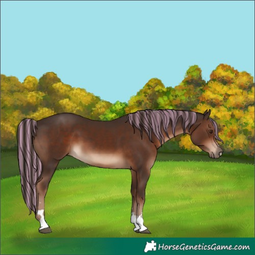 Horse Color:Painted Liver Chestnut