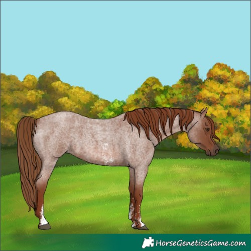 Horse Color:Red Roan Sabino