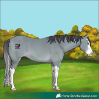 Horse Color:Amber Cream Champagne Splash 