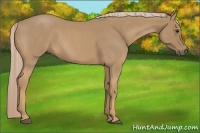Horse Color:Palomino Roan 