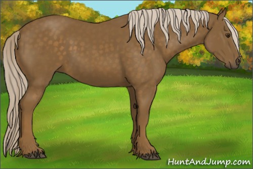 Horse Color:Chocolate Palomino 