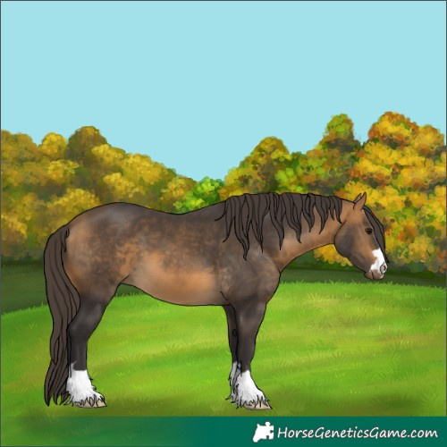 Horse Color:Buckskin