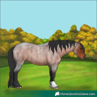 Horse Color:Brown Roan